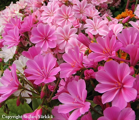  Lewisia Cotyledon-Ryhm� 'Regenbogen'